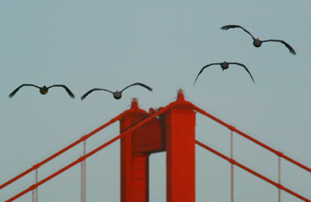 Golden Gate birds