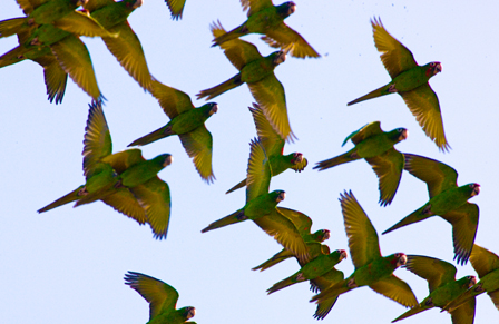 Parrots